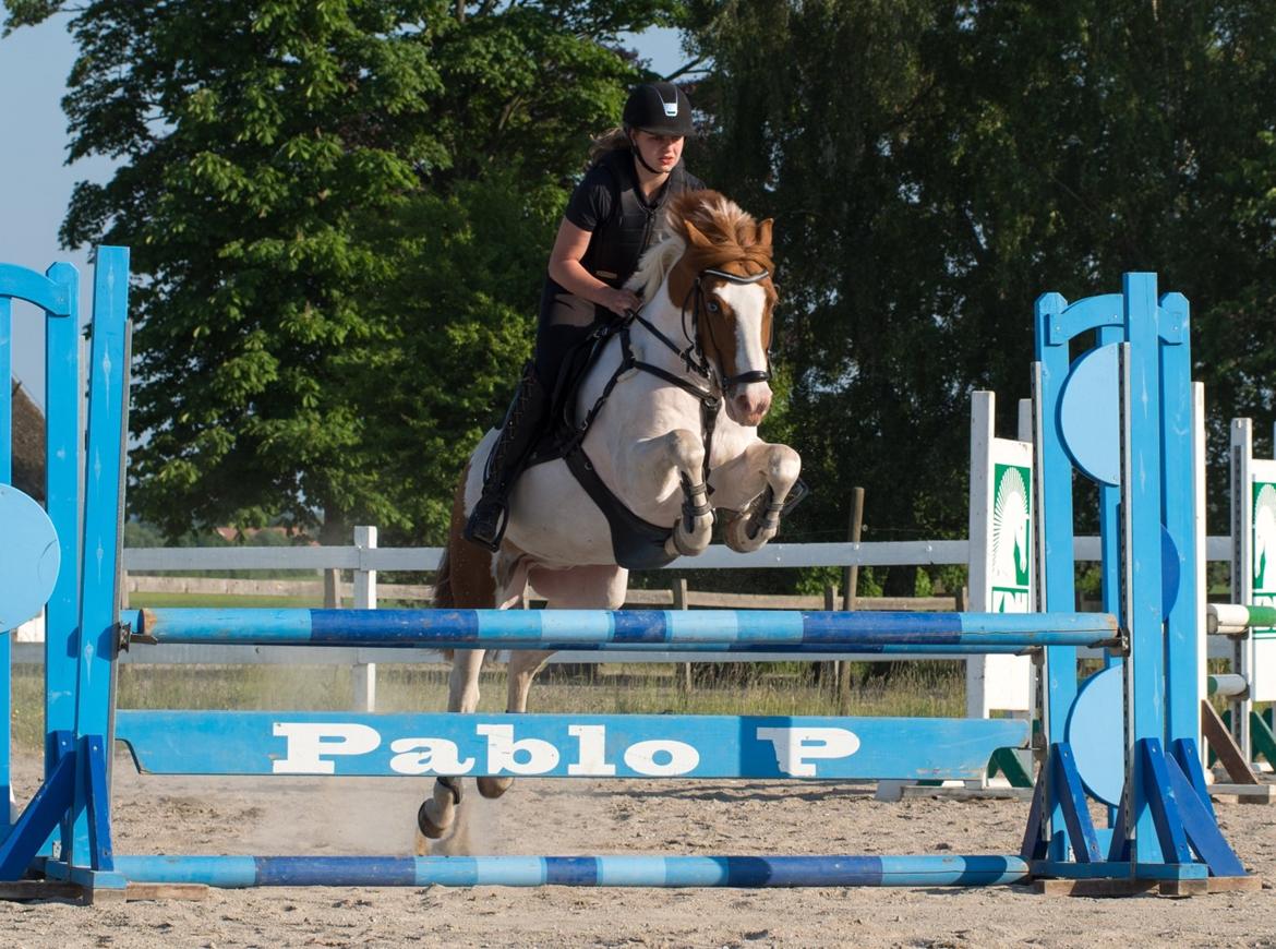 Irsk Sportspony Richie - 90 cm sløjfehop 0 fejl billede 13