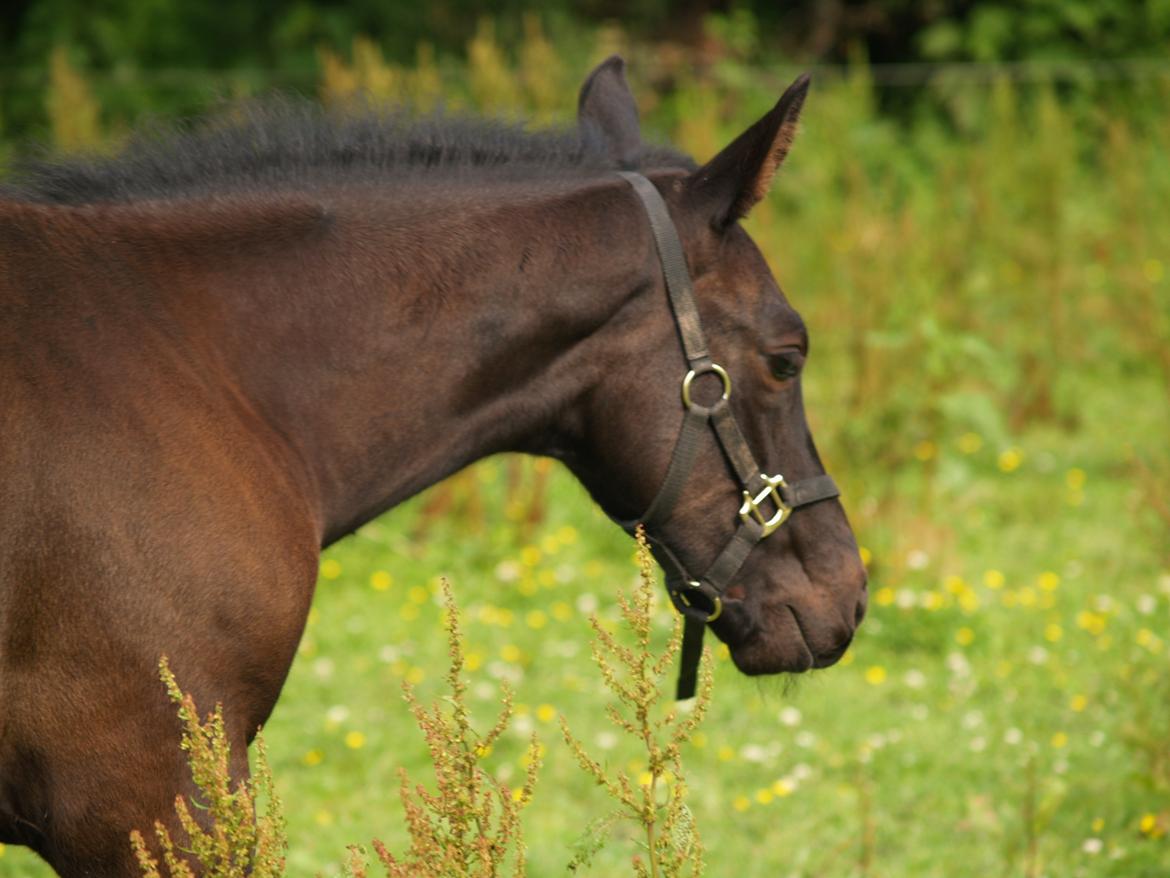 Hannoveraner Für Furisto billede 18