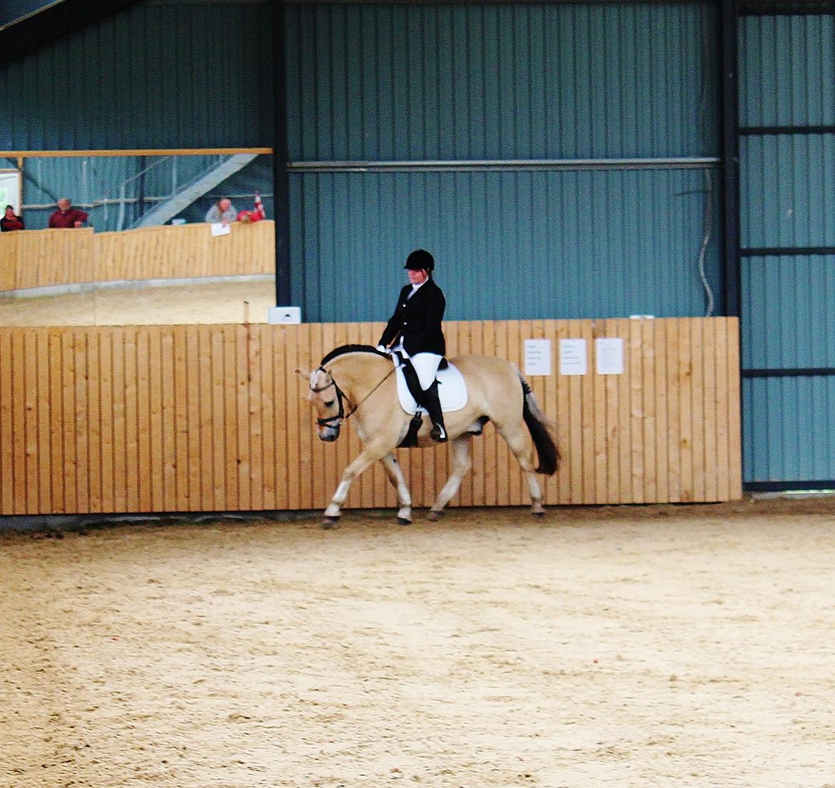 Fjordhest felix R.I.P - LC1 billede 20