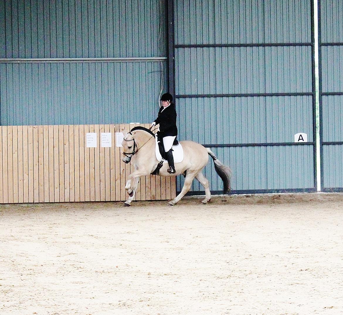 Fjordhest felix R.I.P - LC1 billede 12