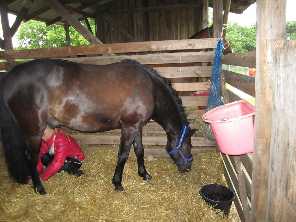 New Forest Elmholts West Wind - Da vi var til dyreskue :) billede 12