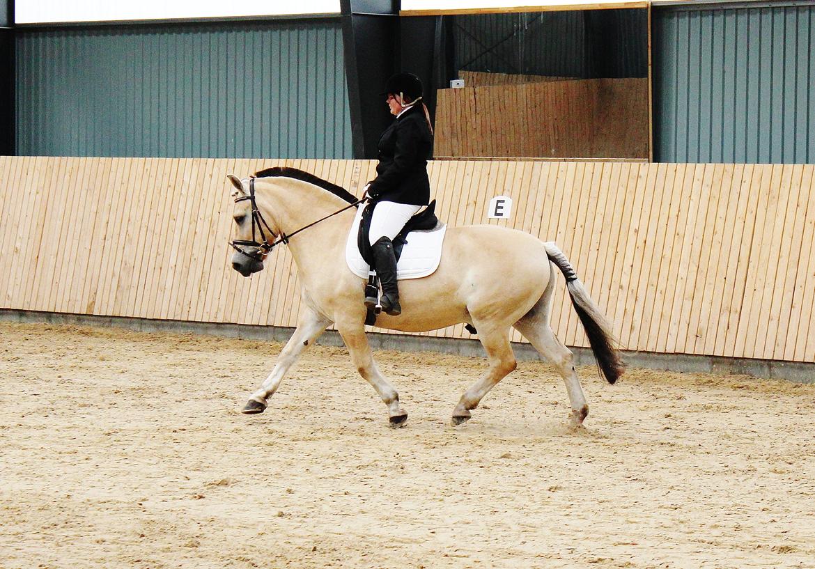 Fjordhest felix R.I.P - LC1 billede 18