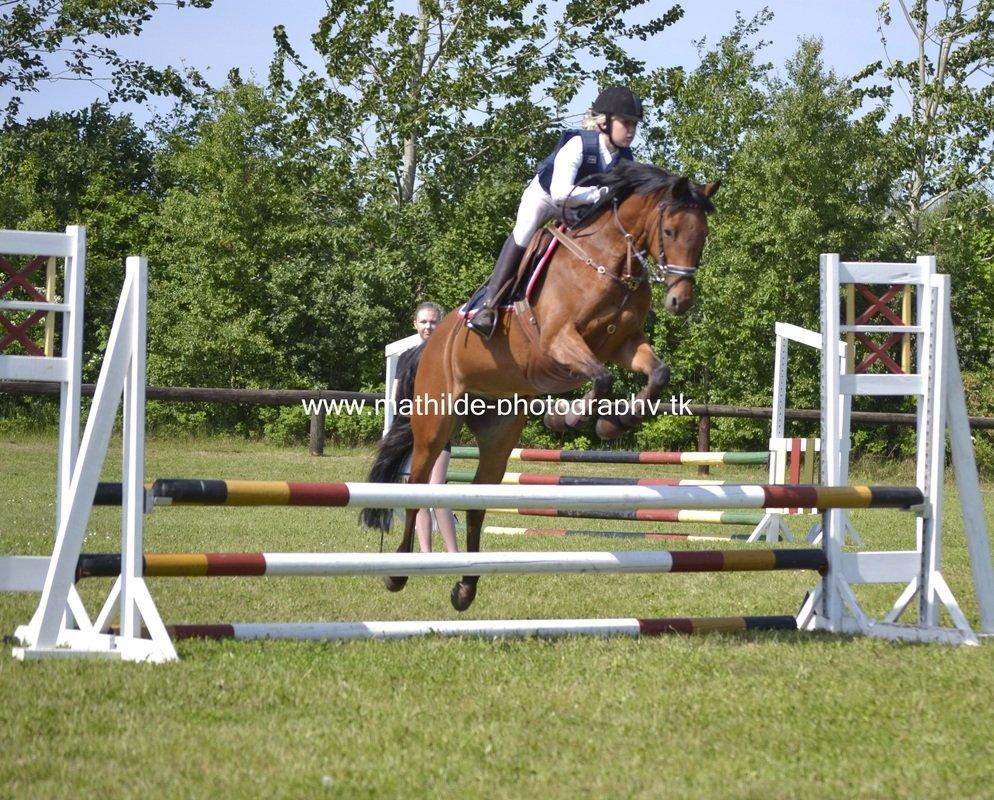 Tysk Sportspony Buglies Star - Billedet er taget af
Mathilde Danmark - Tak!  billede 4