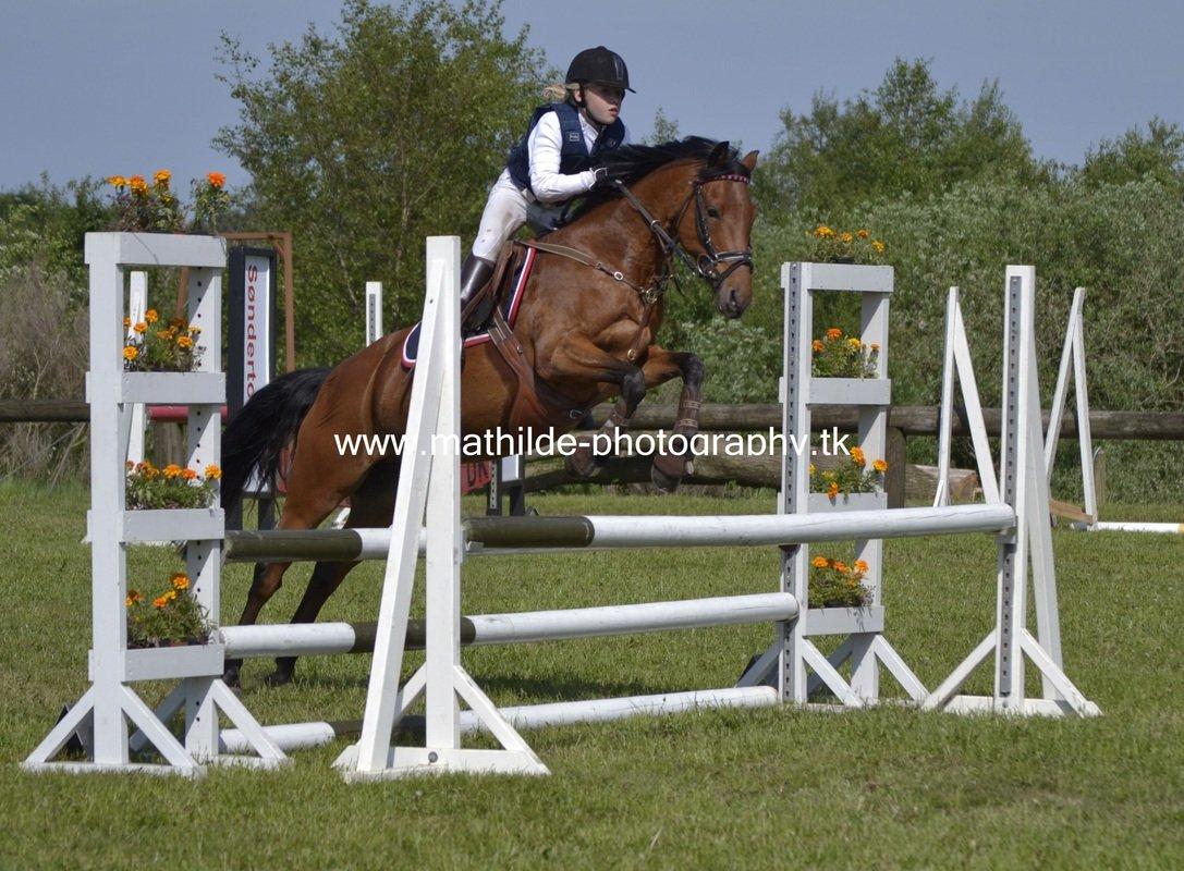 Tysk Sportspony Buglies Star - Billedet er taget af Mathilde Danmark - Tak! billede 6