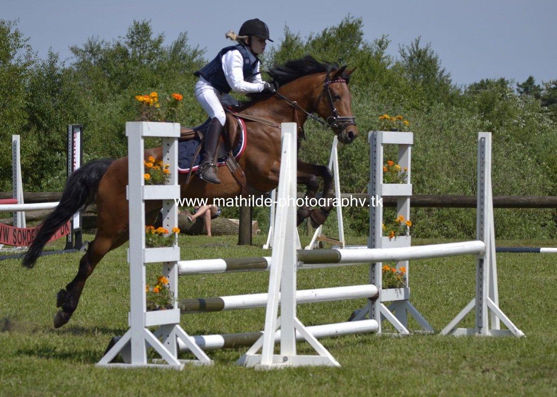 Tysk Sportspony Buglies Star - Billedet er taget af Mathilde Danmark - Tak! billede 9