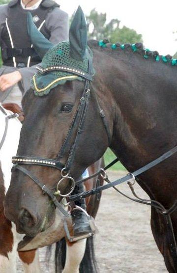 Oldenborg Olfert Almager - Sidste stævne. Tak for alting. Foto: Mille N.M. billede 19