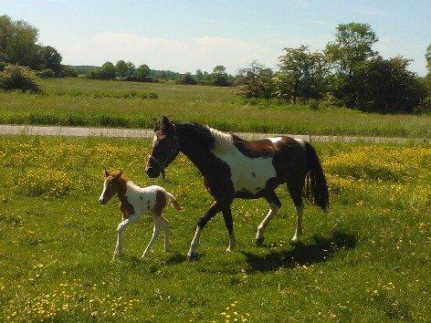 Anden særlig race Brahsal's Amazing Manduco billede 1