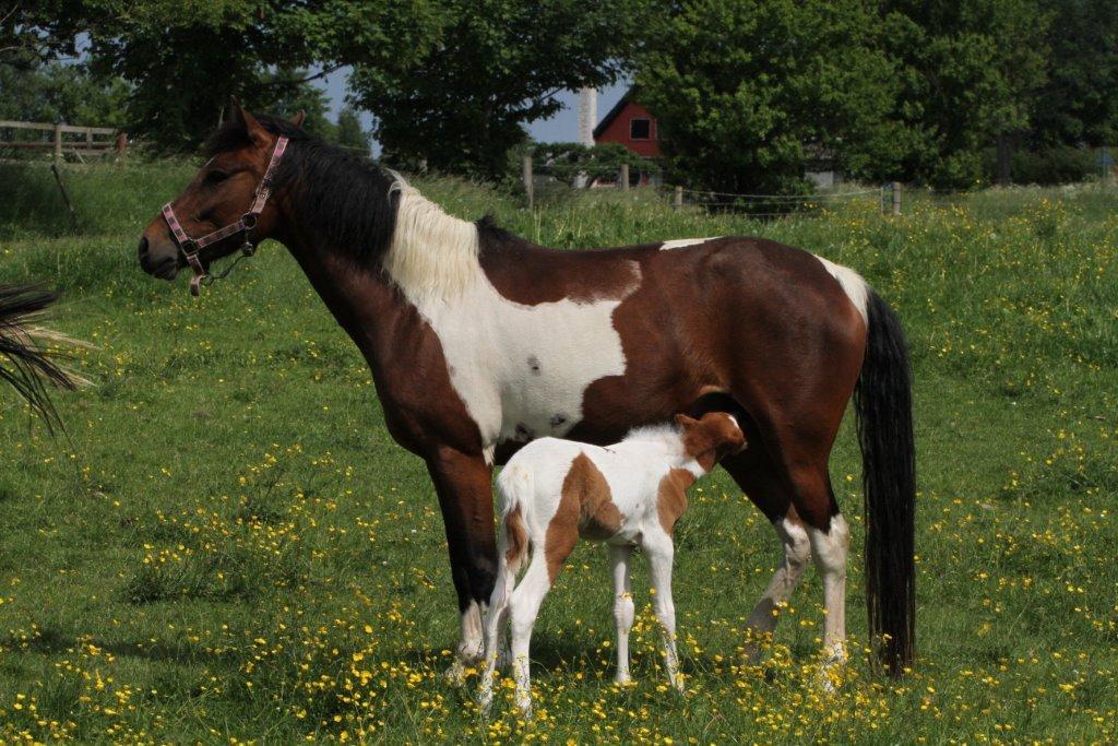 Anden særlig race Brahsal's Amazing Manduco billede 2