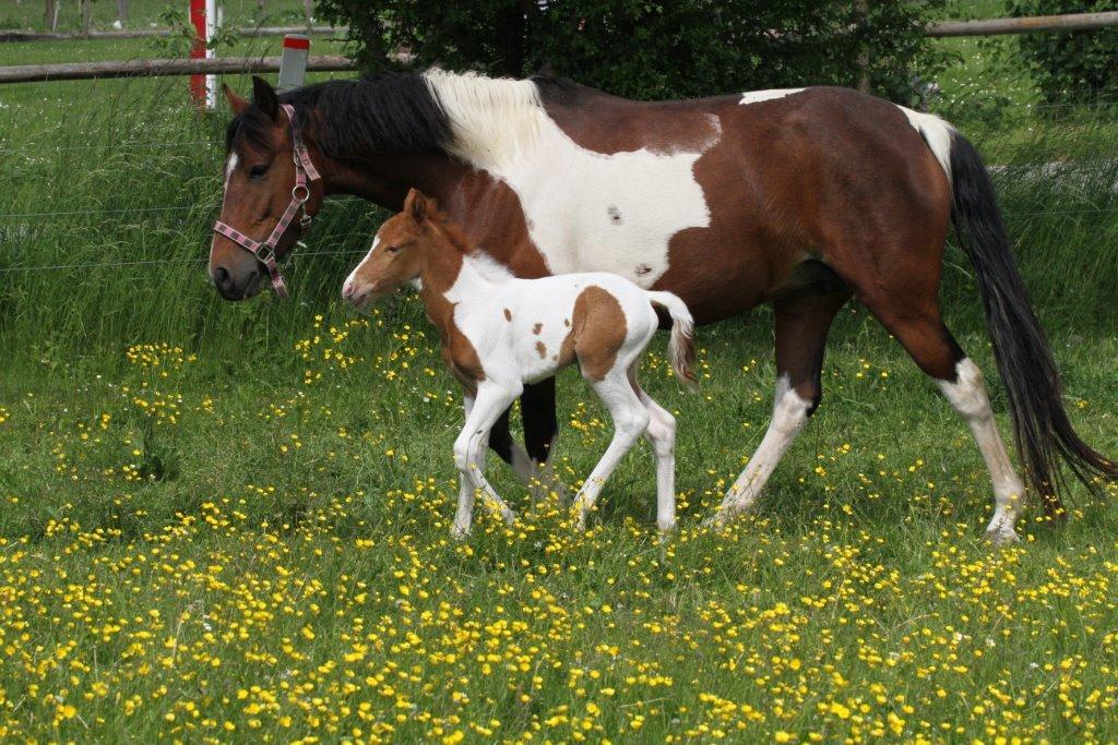 Anden særlig race Brahsal's Amazing Manduco billede 3