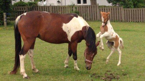 Anden særlig race Brahsal's Amazing Manduco billede 4