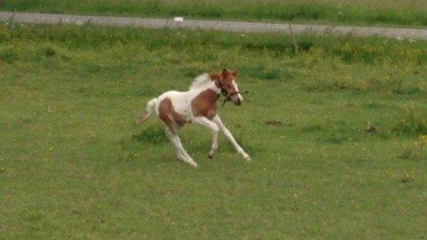 Anden særlig race Brahsal's Amazing Manduco billede 5