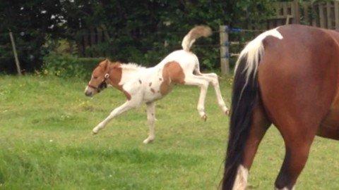 Anden særlig race Brahsal's Amazing Manduco billede 6