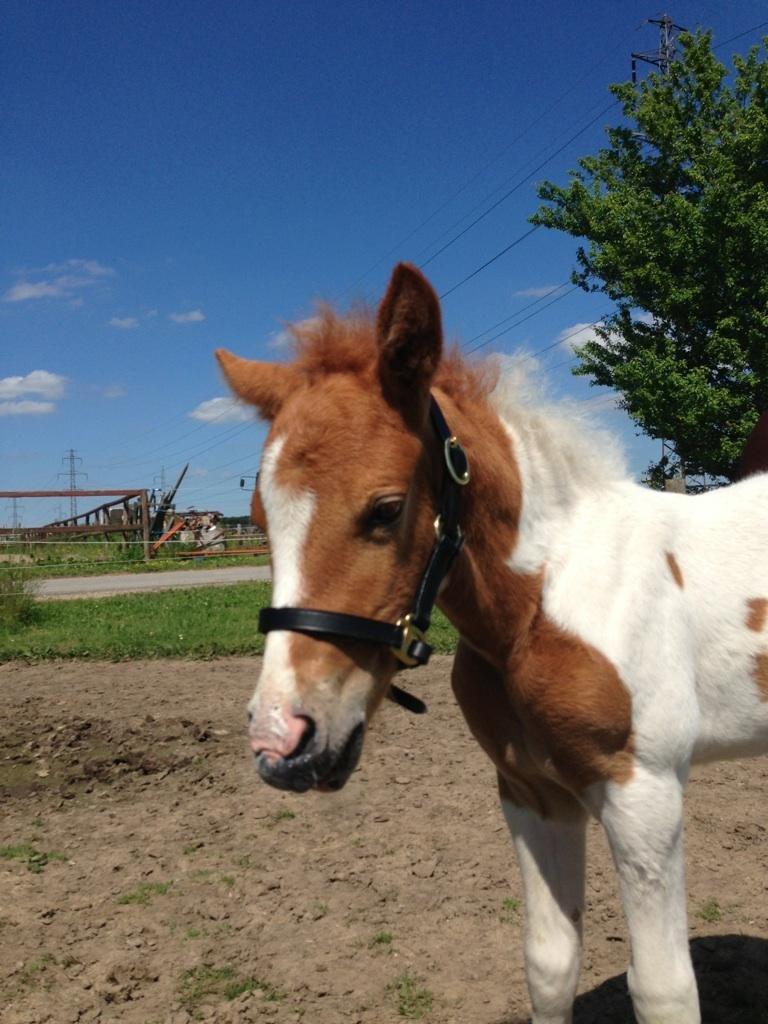 Anden særlig race Brahsal's Amazing Manduco billede 7
