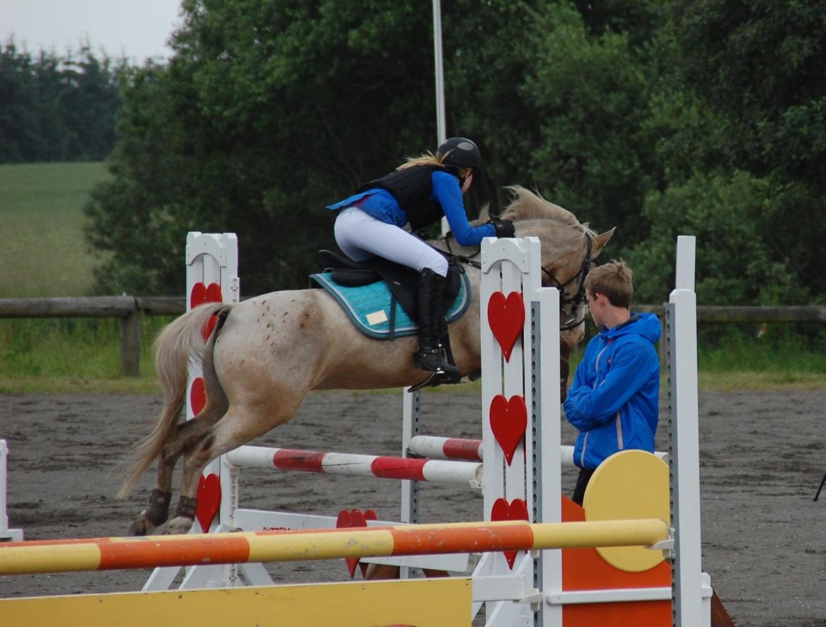 Anden særlig race ROOSGÅRDENS COSMOPOLITAN | Frans - Lykkehøj rideklub 22/6 LA** billede 18