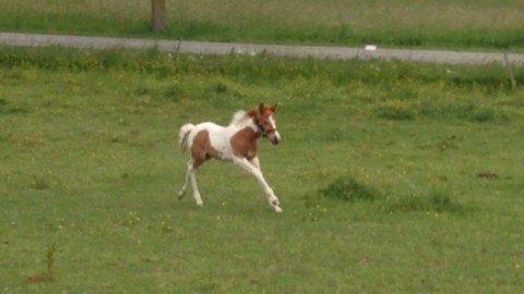 Anden særlig race Brahsal's Amazing Manduco billede 8