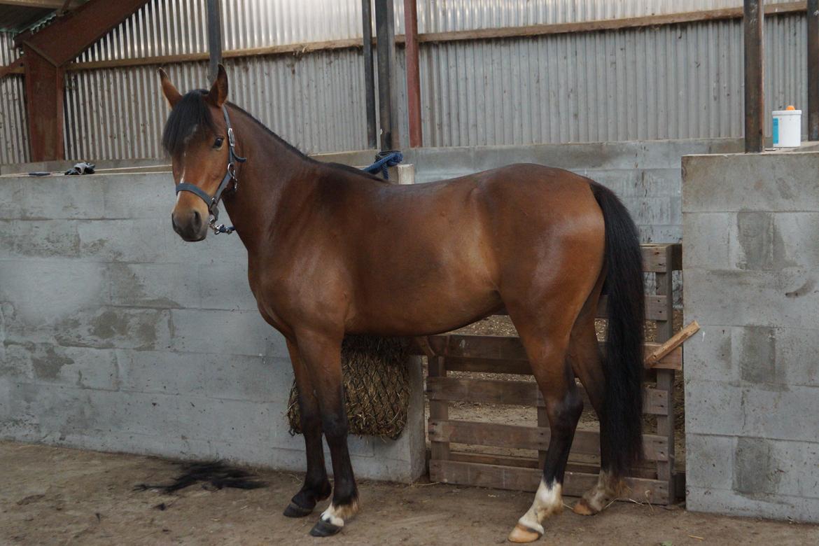 Welsh Partbred (Sec F) Eowyns First Rose billede 1