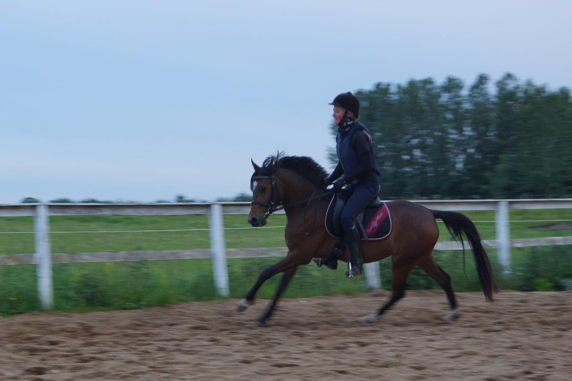 Welsh Partbred (Sec F) Eowyns First Rose billede 4