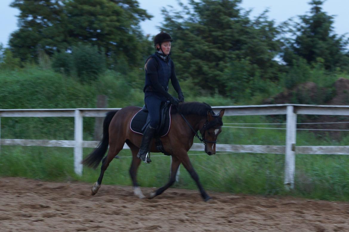 Welsh Partbred (Sec F) Eowyns First Rose billede 5