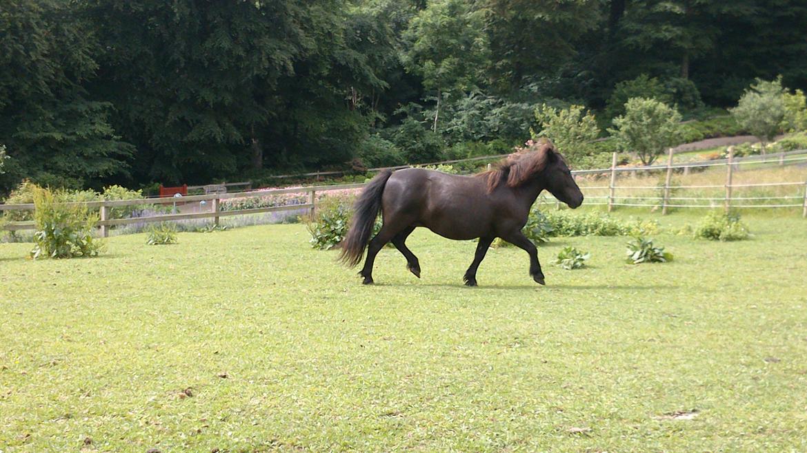 Shetlænder Maggi - Maggi traver  billede 8