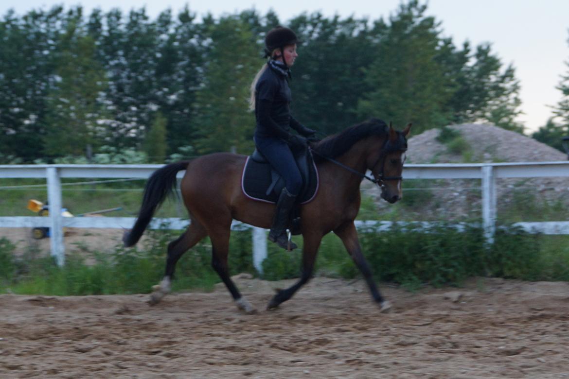 Welsh Partbred (Sec F) Eowyns First Rose billede 2