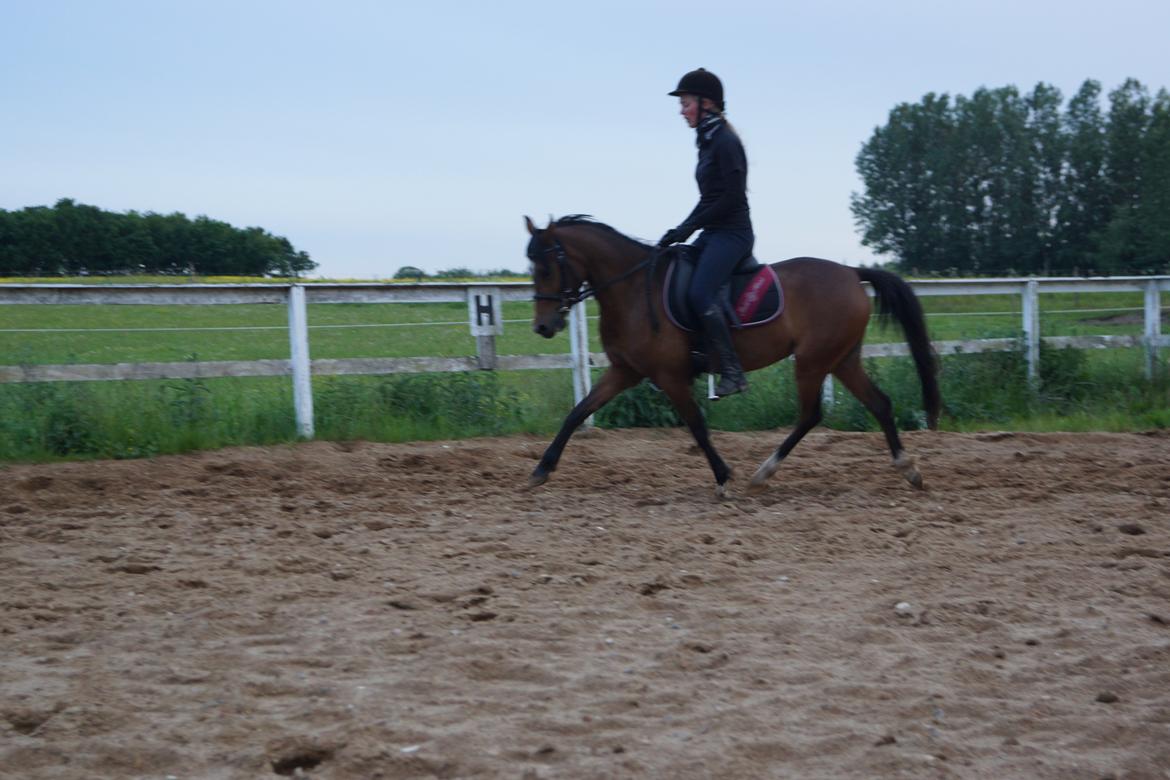 Welsh Partbred (Sec F) Eowyns First Rose billede 3