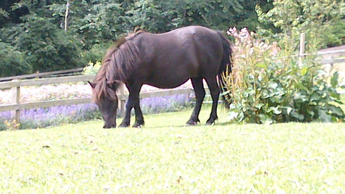 Shetlænder Maggi billede 10