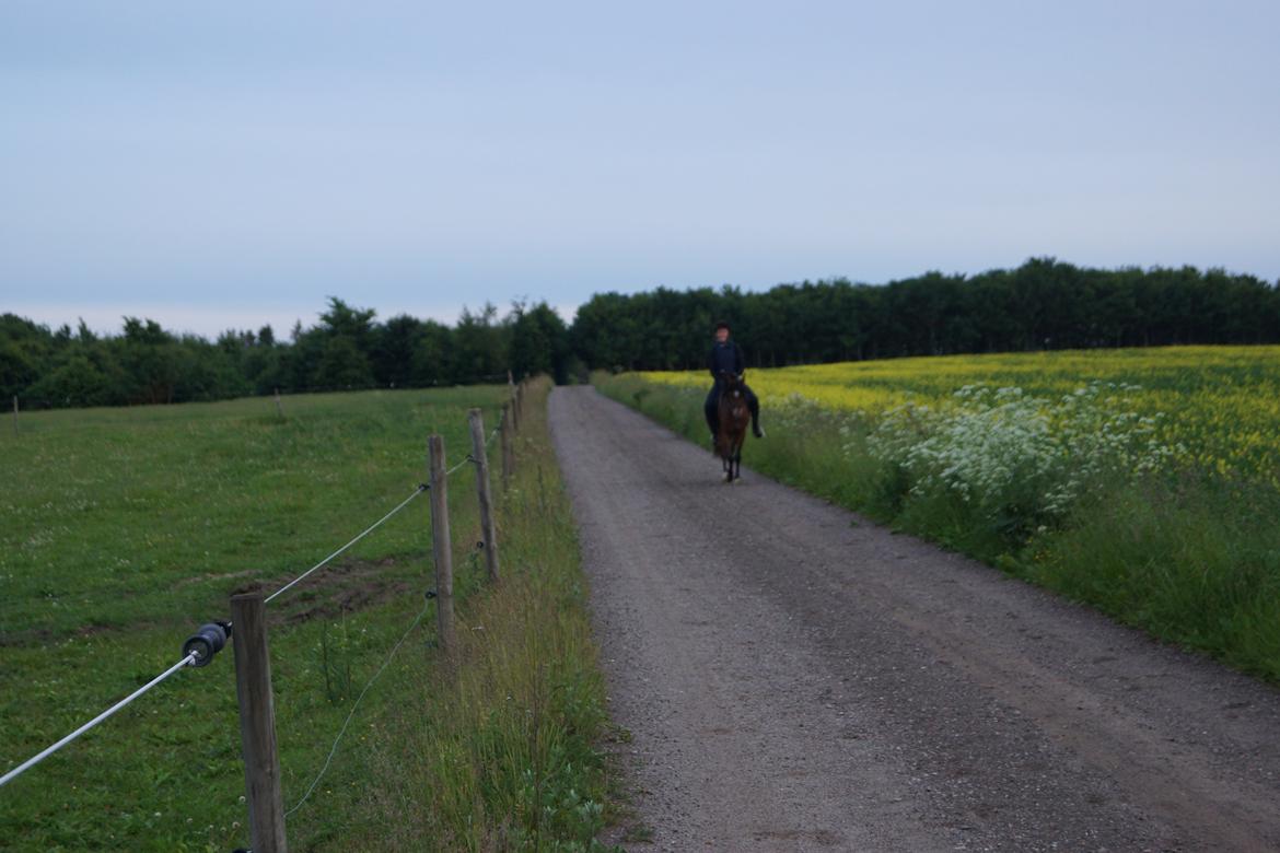 Welsh Partbred (Sec F) Eowyns First Rose billede 6