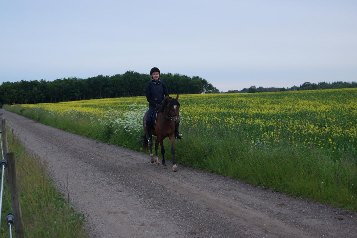 Welsh Partbred (Sec F) Eowyns First Rose billede 7