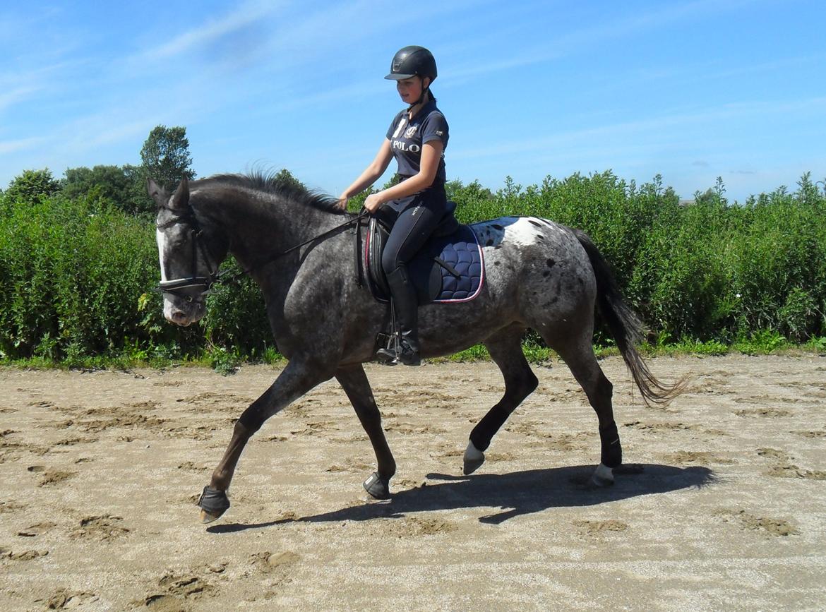 Knabstrupper Havens Bellis - Træning d. 17/6-13 billede 8