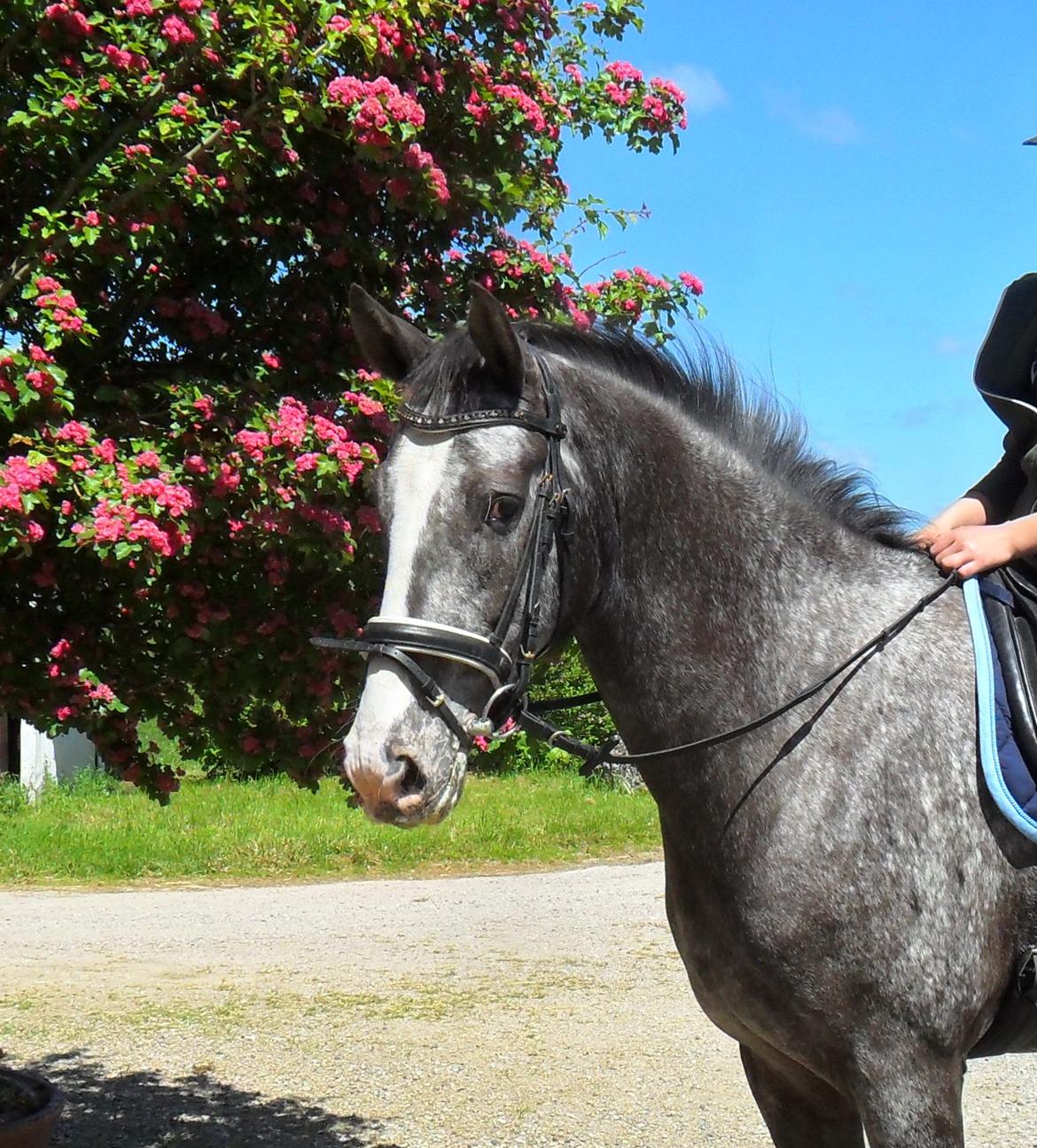 Knabstrupper Havens Bellis - 2013 billede 11