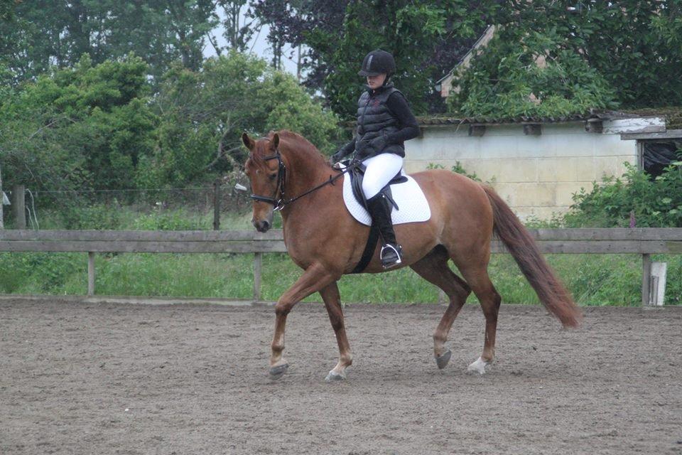 Anden særlig race Zoya - Velkommen til Zoyas profil!
Vores første stævne, så stolt! billede 1