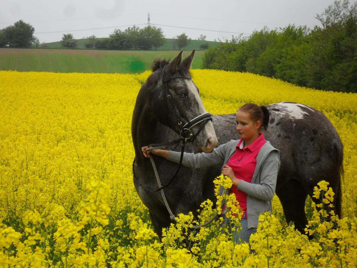 Knabstrupper Havens Bellis - Belle i rapsen 2013 billede 14