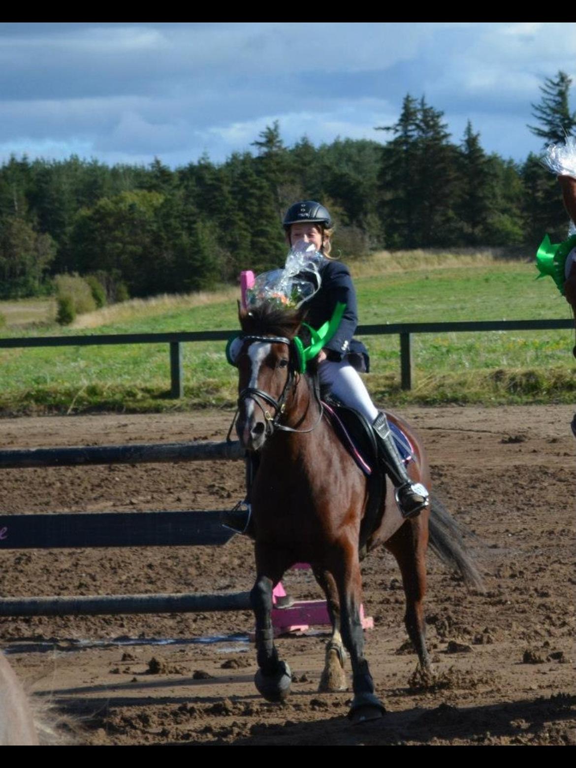 Anden særlig race Donja billede 2