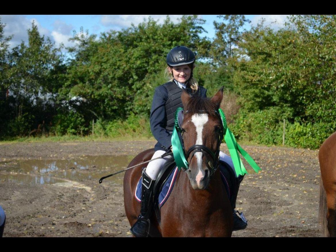 Anden særlig race Donja billede 3