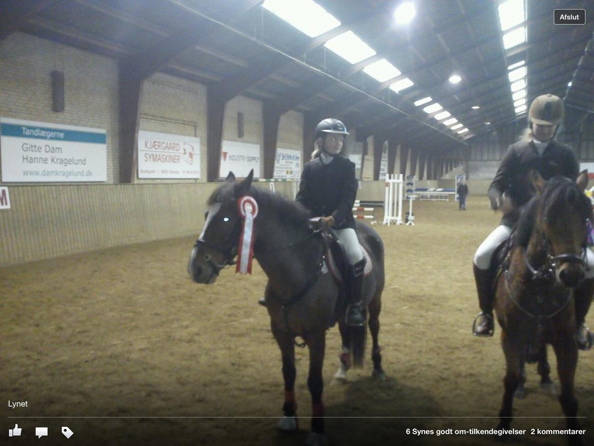 Anden særlig race Donja billede 4