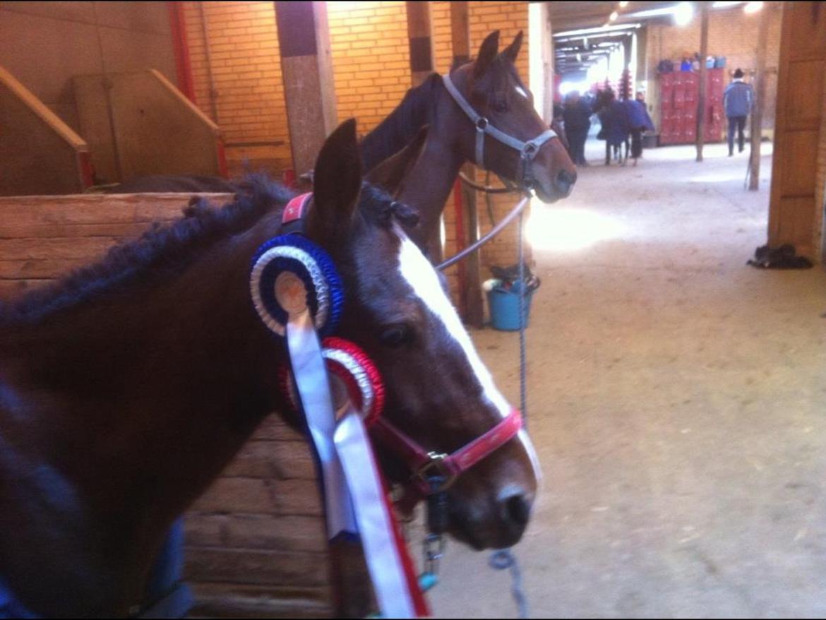 Anden særlig race Donja billede 5