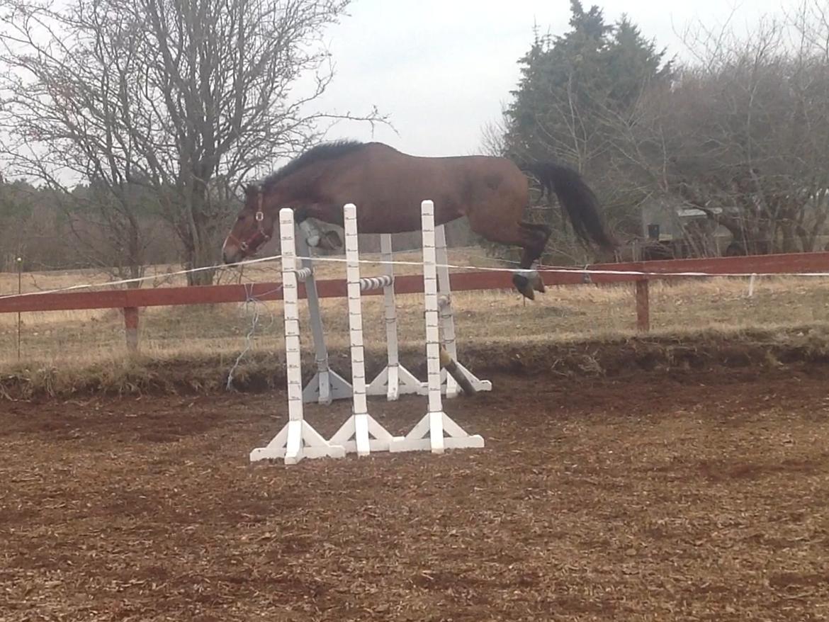 Anden særlig race Donja billede 6