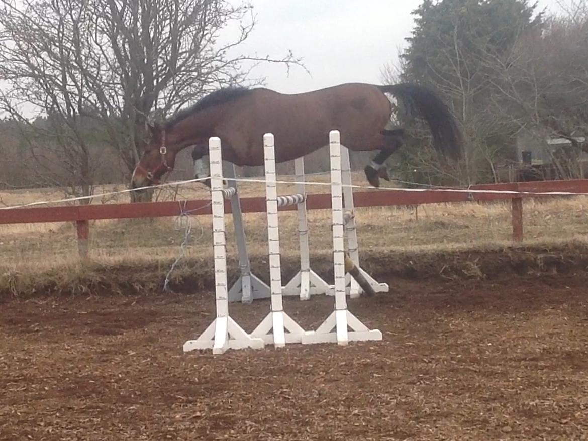 Anden særlig race Donja billede 7