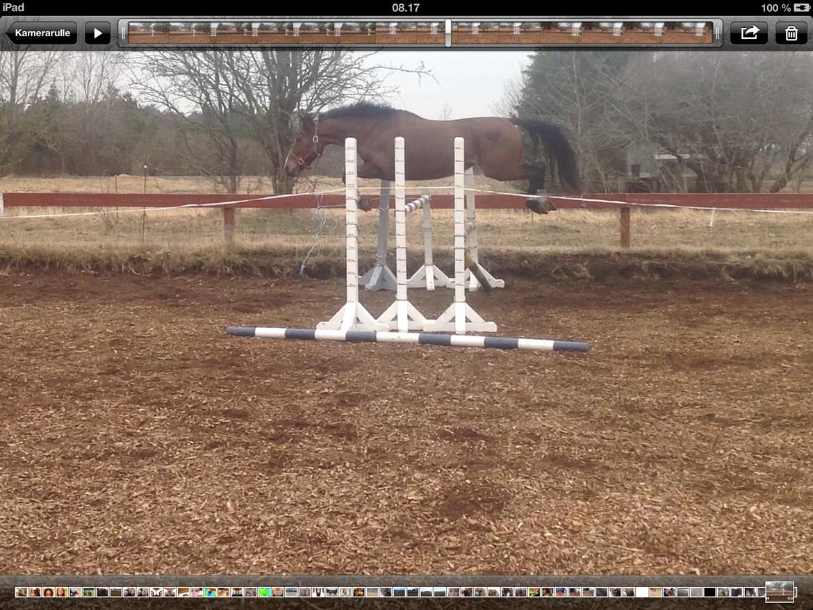 Anden særlig race Donja billede 8