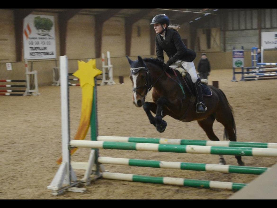 Anden særlig race Donja billede 9