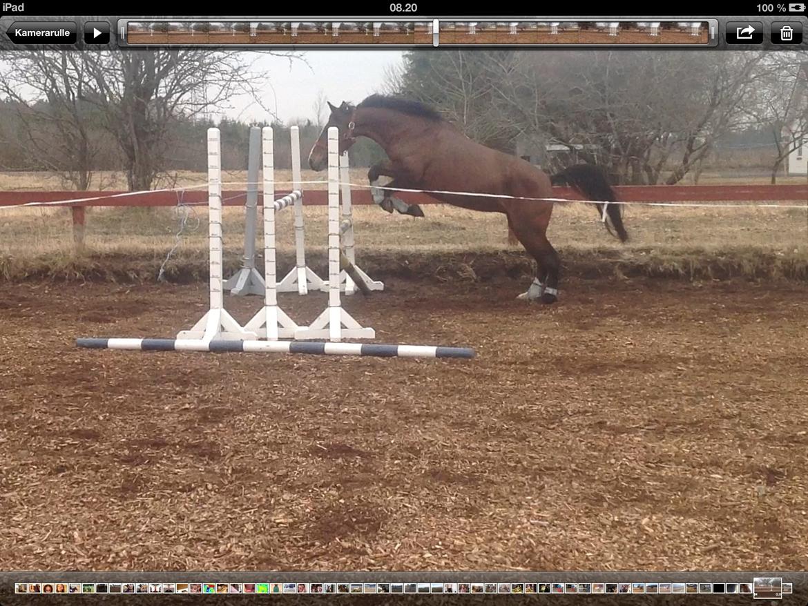 Anden særlig race Donja billede 10