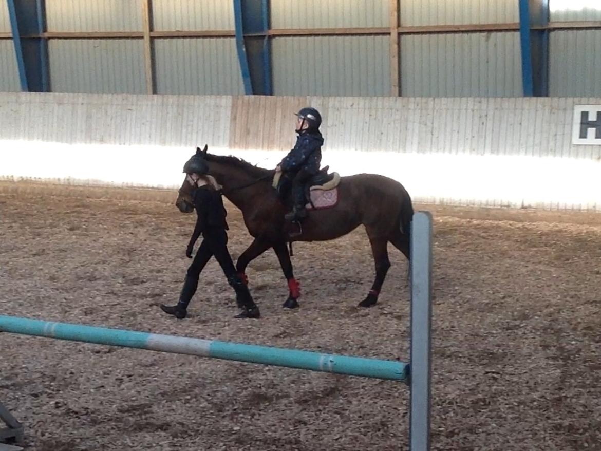 Anden særlig race Donja billede 11