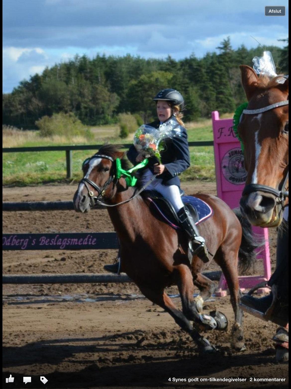 Anden særlig race Donja billede 12