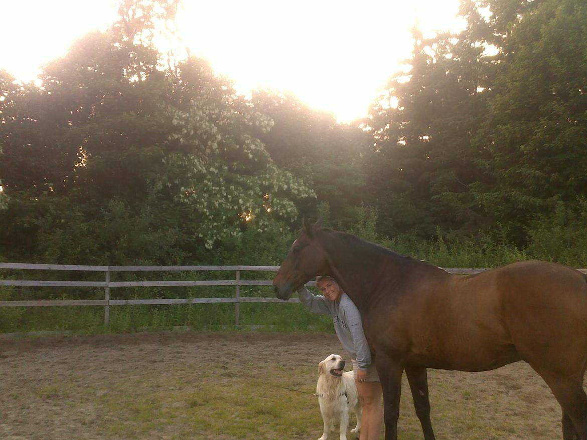 Dansk Varmblod Bjerglunds Sunlight - NYT [d. 20/6 13] Mig og mine to yndlingsdyr i hele verden; Jack og Sunlight. Efter en omgang join-Up og hygge  i rotunden :) billede 15