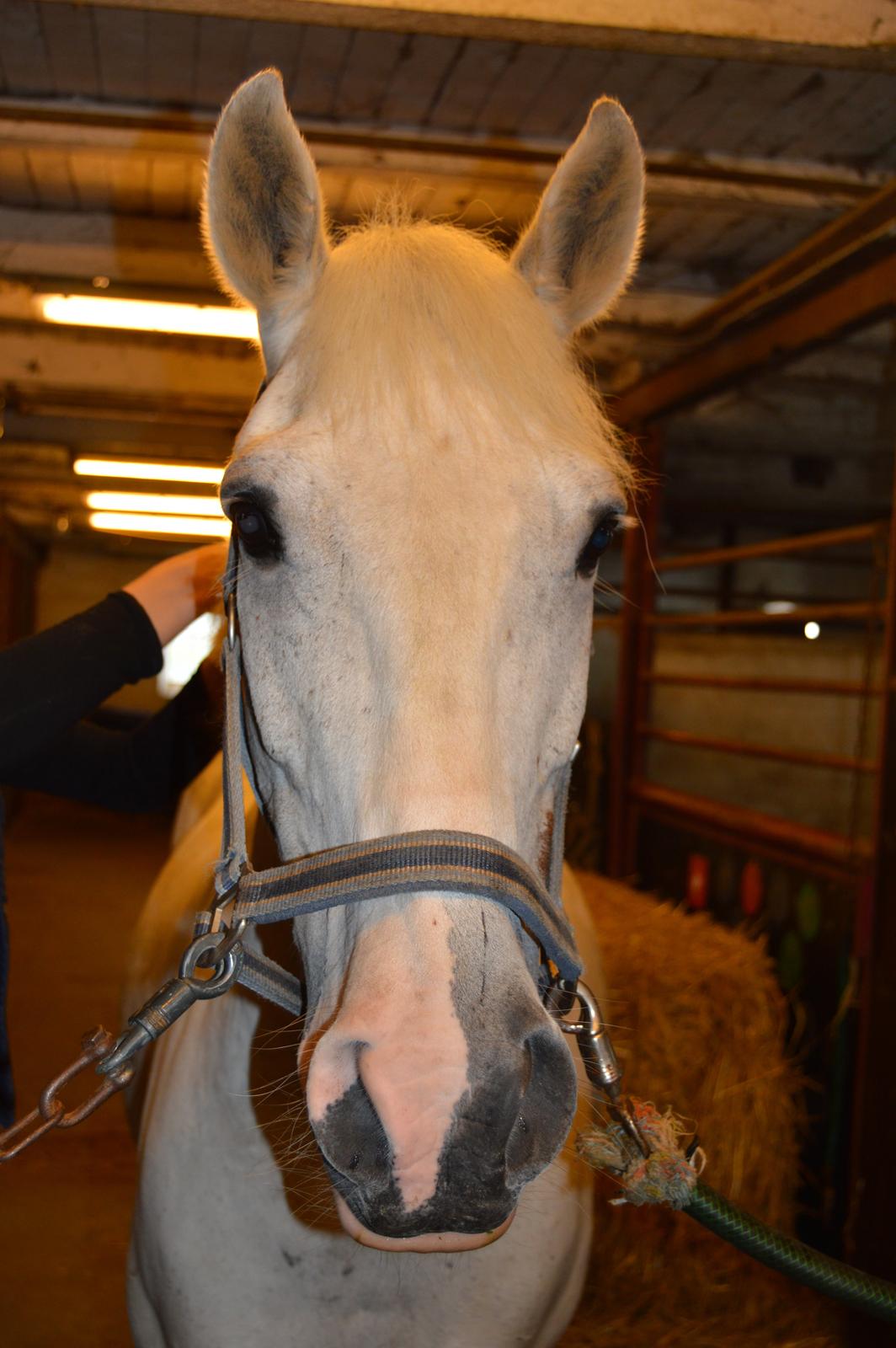Anden særlig race Albert billede 1