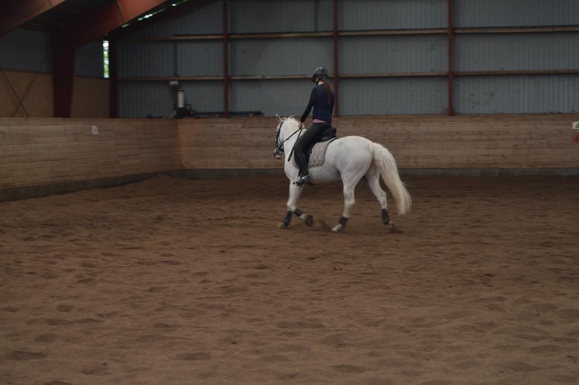 Anden særlig race Albert billede 2