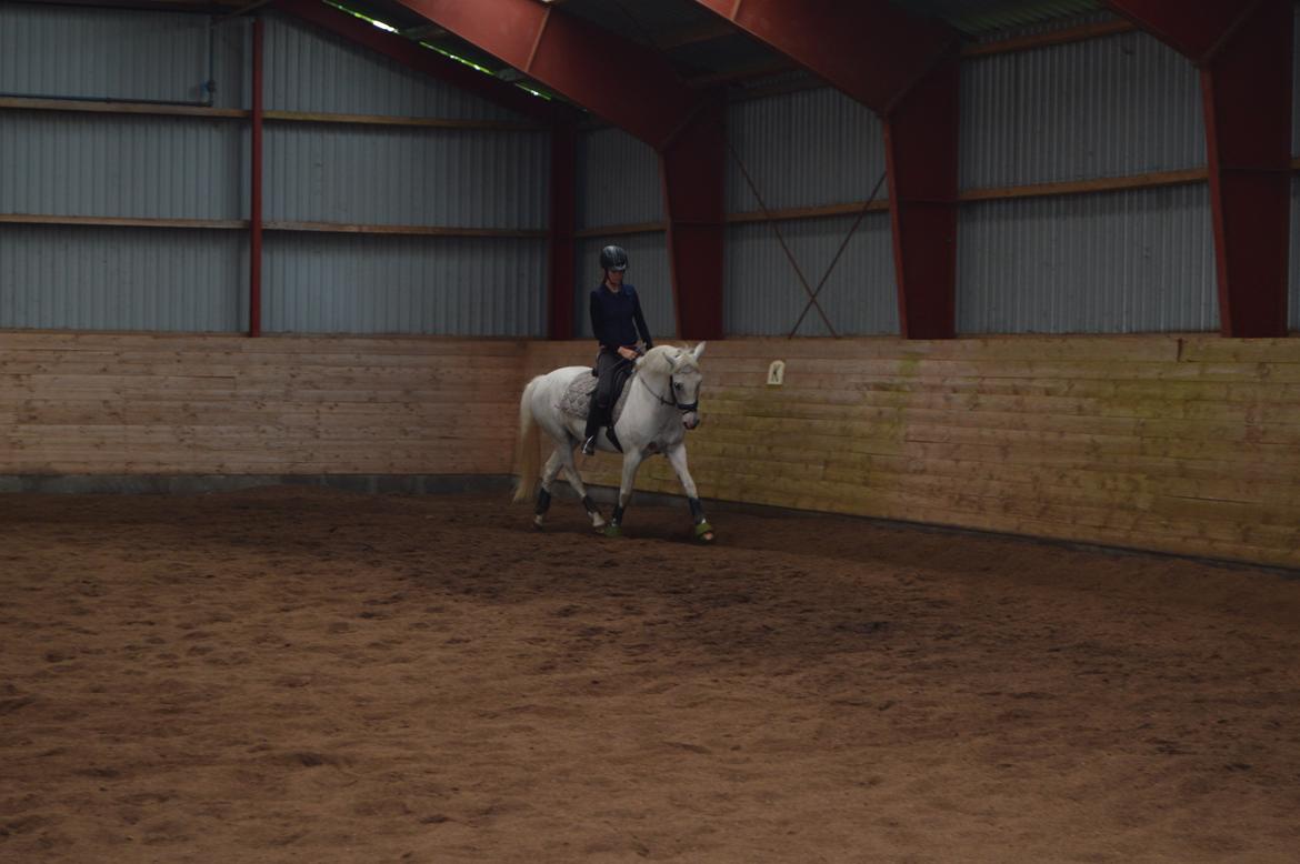 Anden særlig race Albert billede 7