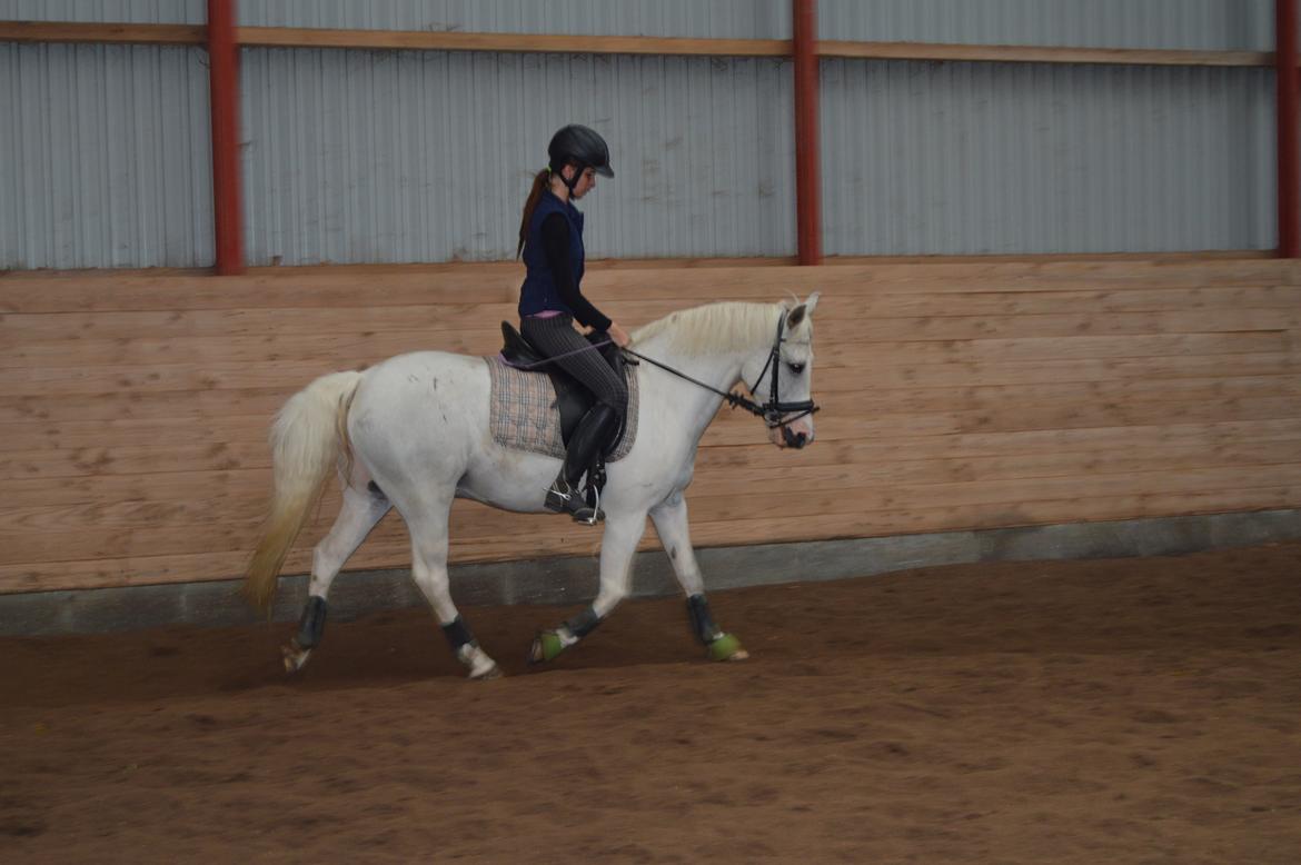 Anden særlig race Albert billede 3