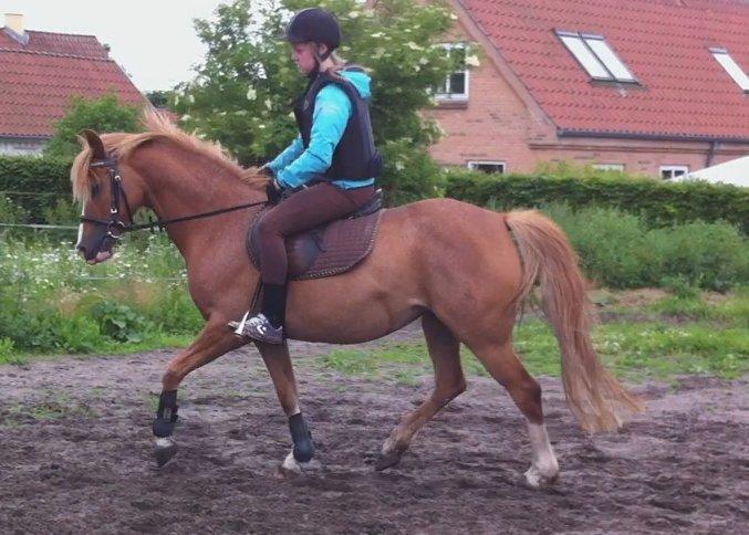 DSP Amanda af Bakholm - 23.06.2013 billede 13