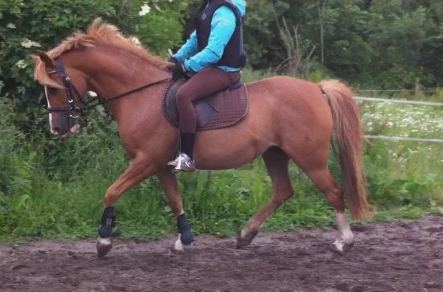 DSP Amanda af Bakholm - Træning med Mille 23.06.2013 billede 1